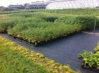 VICONA MyPecks, Markmatta Supermat  1,40×100m   105g/m²  