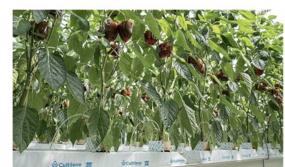 Stenullsmatta 1200x150x75mm , Cultliene Optimaxx